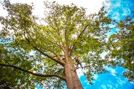 How Our Tree Care Process Works  in  Quincy, WA