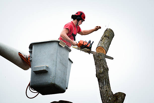Tree and Shrub Care in Quincy, WA