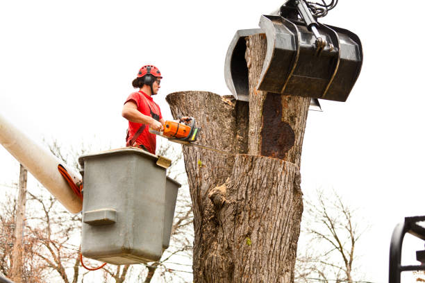 Quincy, WA Tree Care Company